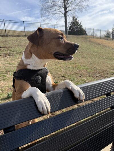 Fort Paws Dog Park - Kingston, TN