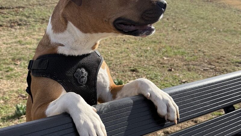 Fort Paws Dog Park - Kingston, TN