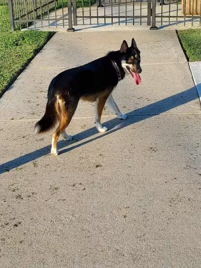 Fort Paws Dog Park - Kingston, TN