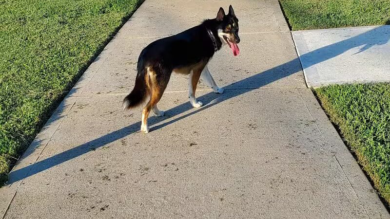 Fort Paws Dog Park - Kingston, TN