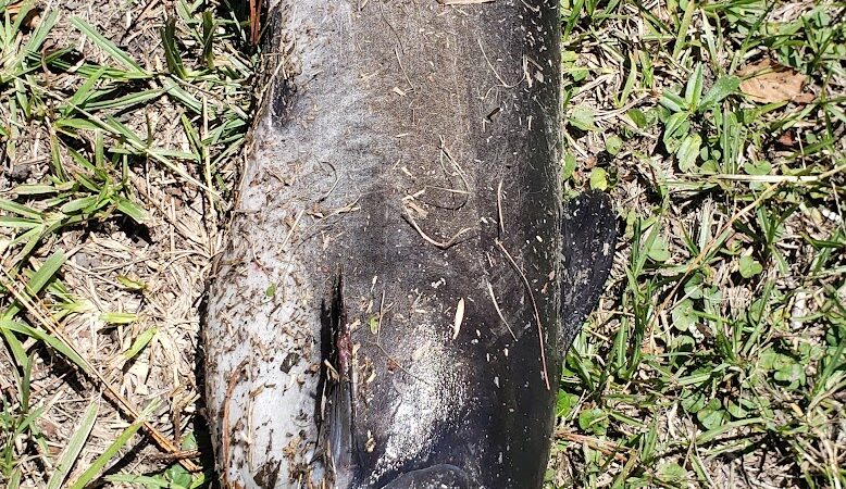 Gilland Memorial Park - Kingstree, SC