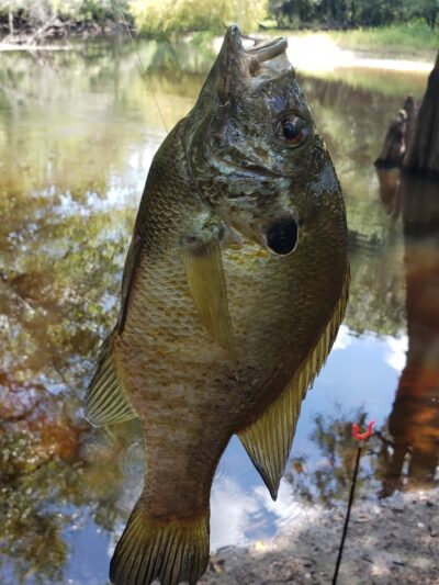 Gilland Memorial Park - Kingstree, SC