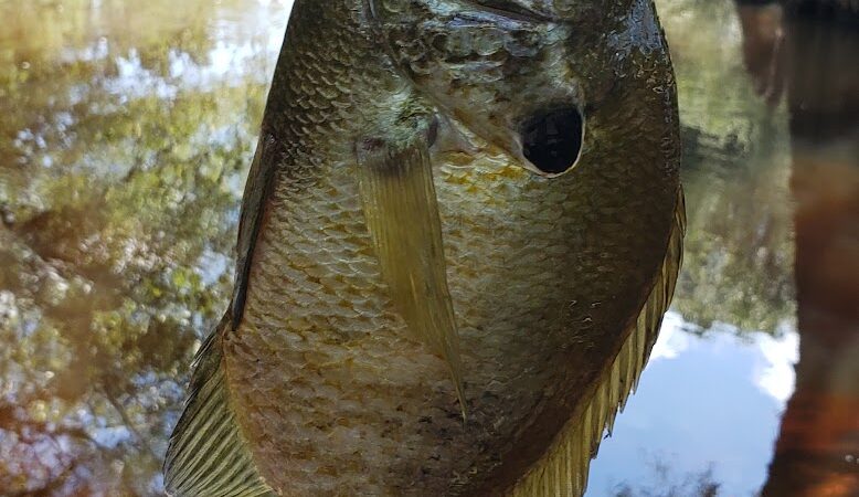 Gilland Memorial Park - Kingstree, SC