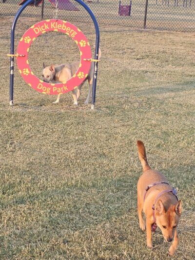 Vishal Raju Bhagat Memorial Dog Park - Kingsville, TX