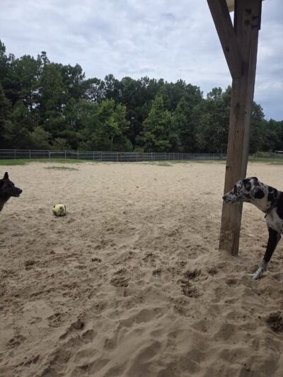 Kitty Hawk Dog Park - Kitty Hawk, NC
