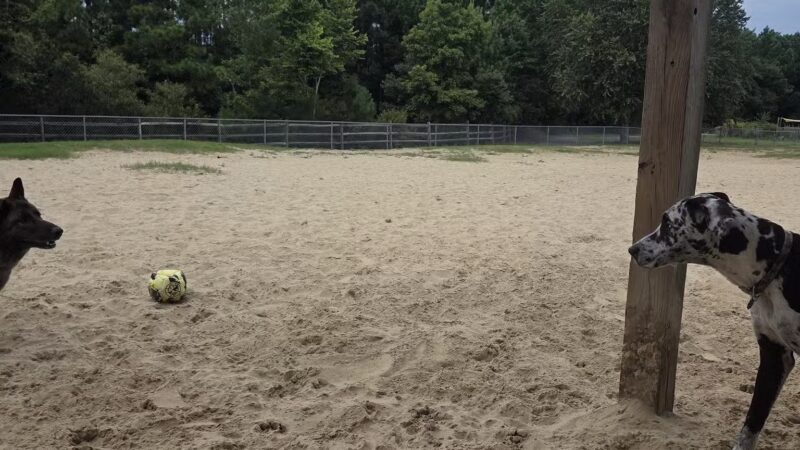 Kitty Hawk Dog Park - Kitty Hawk, NC