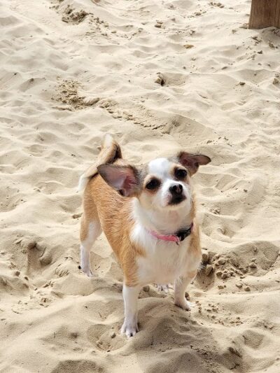 Kitty Hawk Dog Park - Kitty Hawk, NC