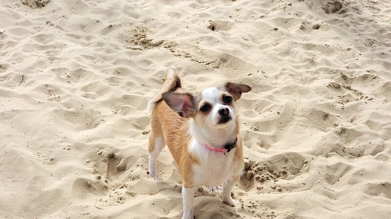 Kitty Hawk Dog Park - Kitty Hawk, NC