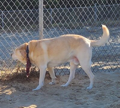 Kitty Hawk Dog Park - Kitty Hawk, NC