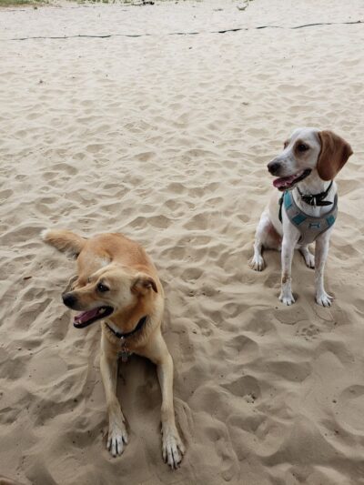Kitty Hawk Dog Park - Kitty Hawk, NC