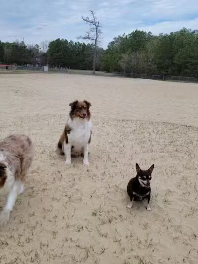 Kitty Hawk Dog Park - Kitty Hawk, NC
