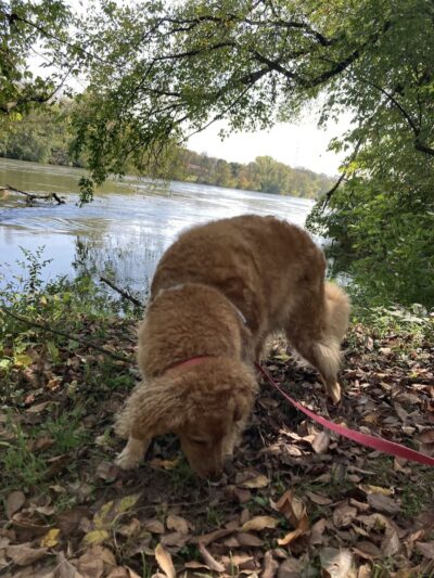 Holston-Chilhowee Dog Park - Knoxville, TN
