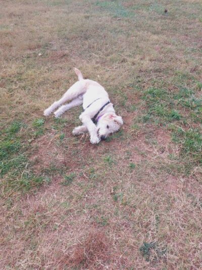 Holston-Chilhowee Dog Park - Knoxville, TN