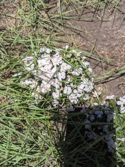Middle Box Creek Trailhead - Koosharem, UT