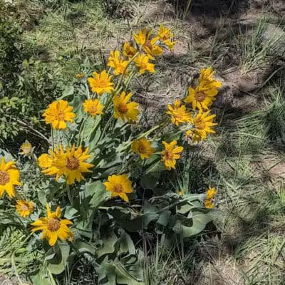 Middle Box Creek Trailhead - Koosharem, UT