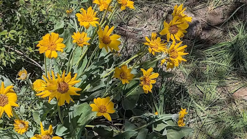 Middle Box Creek Trailhead - Koosharem, UT