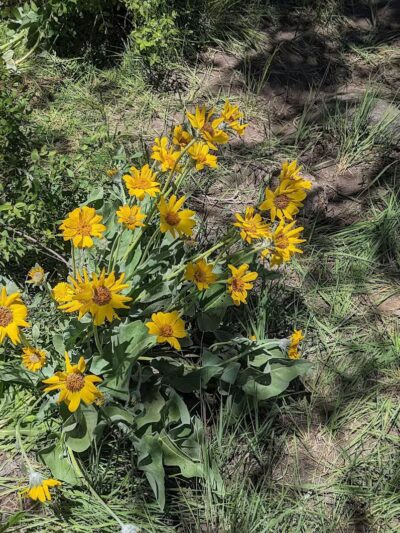 Middle Box Creek Trailhead - Koosharem, UT