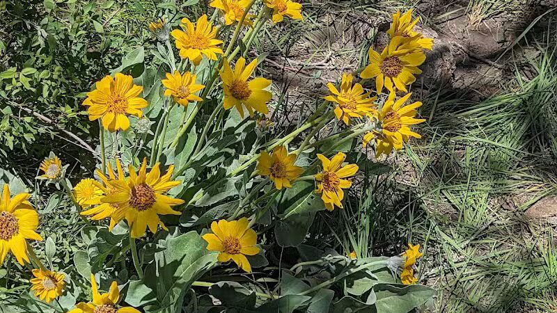 Middle Box Creek Trailhead - Koosharem, UT