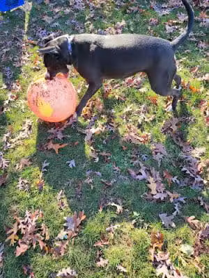 Thomas S. Drazer Memorial Park - Kouts, IN