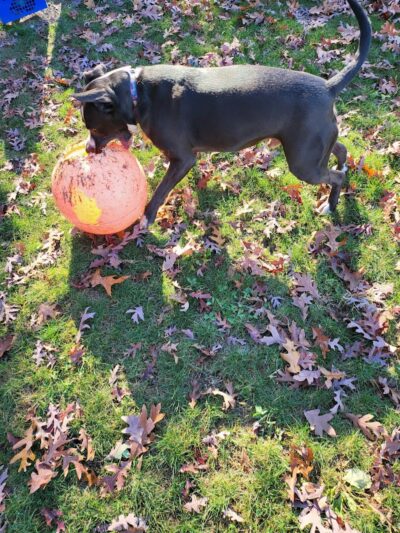 Thomas S. Drazer Memorial Park - Kouts, IN