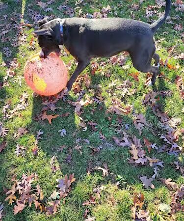 Thomas S. Drazer Memorial Park - Kouts, IN