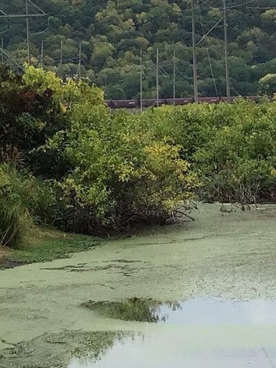 Myrick Park Dog Park - La Crosse, WI