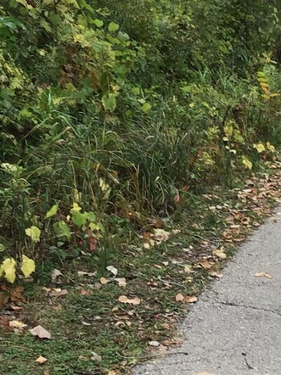 Myrick Park Dog Park - La Crosse, WI