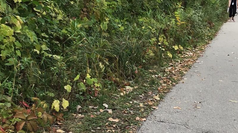 Myrick Park Dog Park - La Crosse, WI