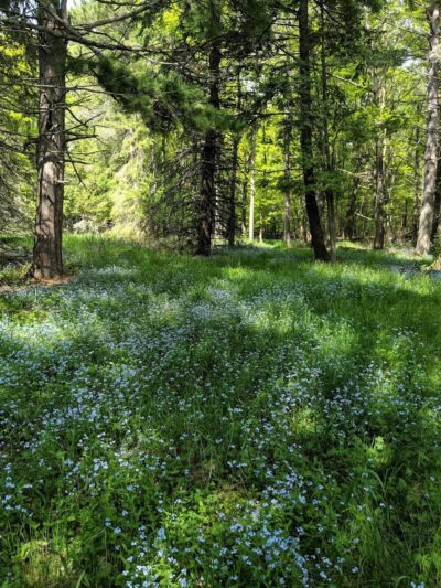 Big Bay Town Park [Town of La Pointe] - La Pointe, WI