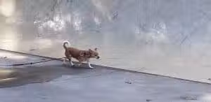 Fox Park, La Porte - La Porte, IN
