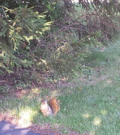 Kesling Park Walking Trail - La Porte, IN