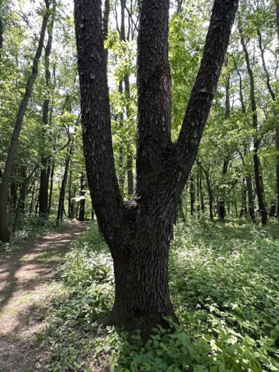 Luhr County Park - La Porte, IN
