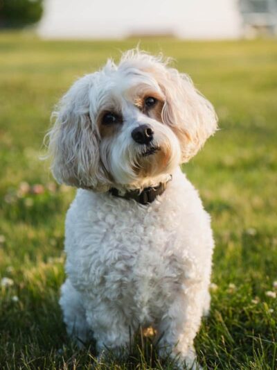 Rotary Park Dog Park - La Salle, IL