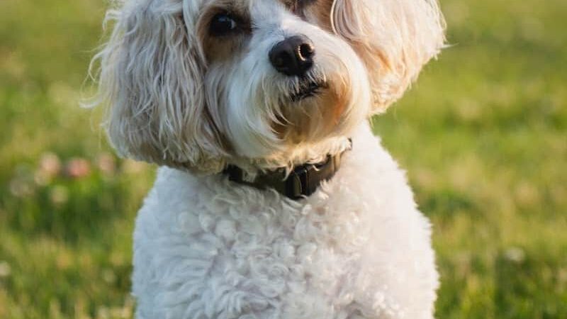 Rotary Park Dog Park - La Salle, IL