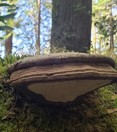 Chehalis - Western Trail Trailhead - 45th Avenue - Lacey, WA