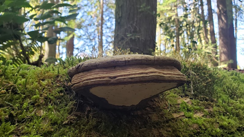 Chehalis - Western Trail Trailhead - 45th Avenue - Lacey, WA