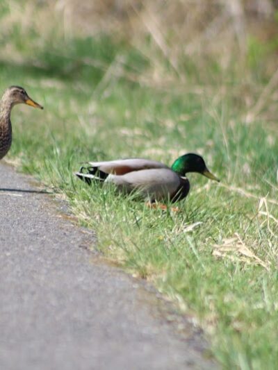 Chehalis - Western Trail Trailhead - 45th Avenue - Lacey, WA
