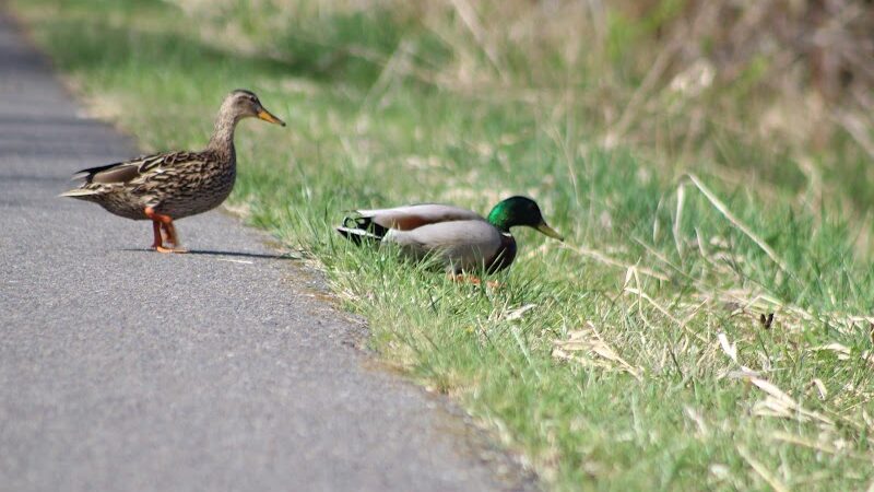 Chehalis - Western Trail Trailhead - 45th Avenue - Lacey, WA