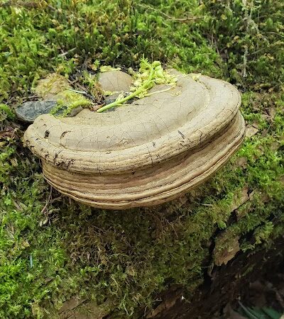 Chehalis - Western Trail Trailhead - 45th Avenue - Lacey, WA