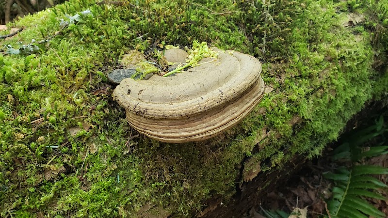 Chehalis - Western Trail Trailhead - 45th Avenue - Lacey, WA