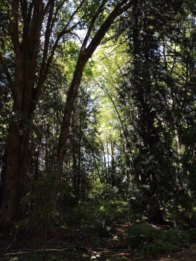 Chehalis - Western Trail Trailhead - 45th Avenue - Lacey, WA