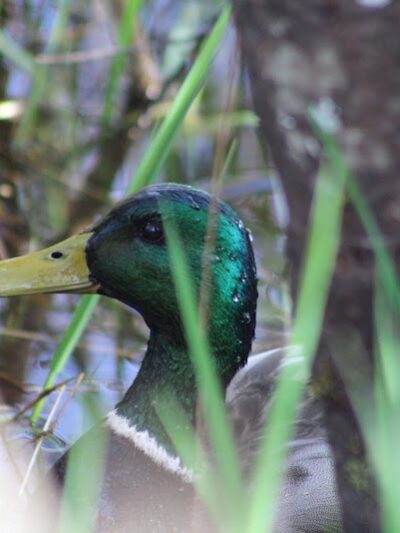 Chehalis - Western Trail Trailhead - 45th Avenue - Lacey, WA