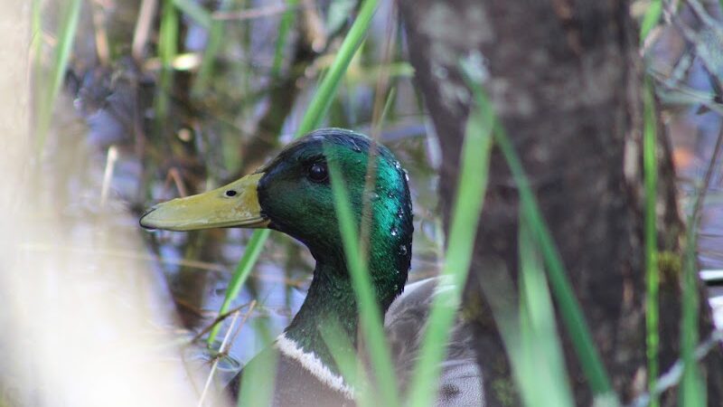 Chehalis - Western Trail Trailhead - 45th Avenue - Lacey, WA