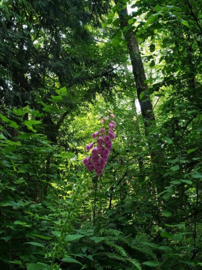 Chehalis - Western Trail Trailhead - 45th Avenue - Lacey, WA