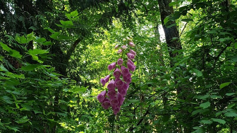 Chehalis - Western Trail Trailhead - 45th Avenue - Lacey, WA