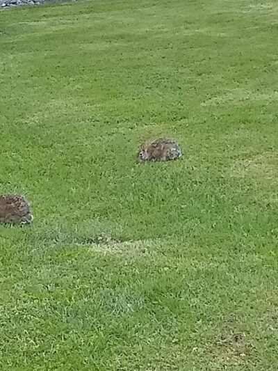 Chehalis - Western Trail Trailhead - Chambers Lake Drive - Lacey, WA