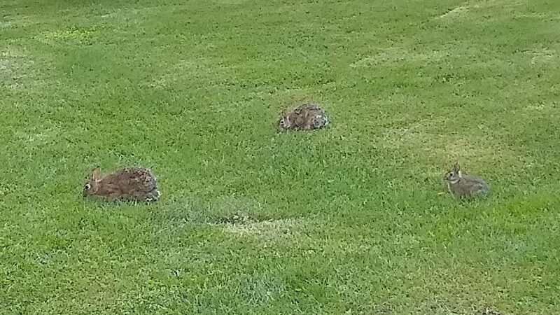 Chehalis - Western Trail Trailhead - Chambers Lake Drive - Lacey, WA