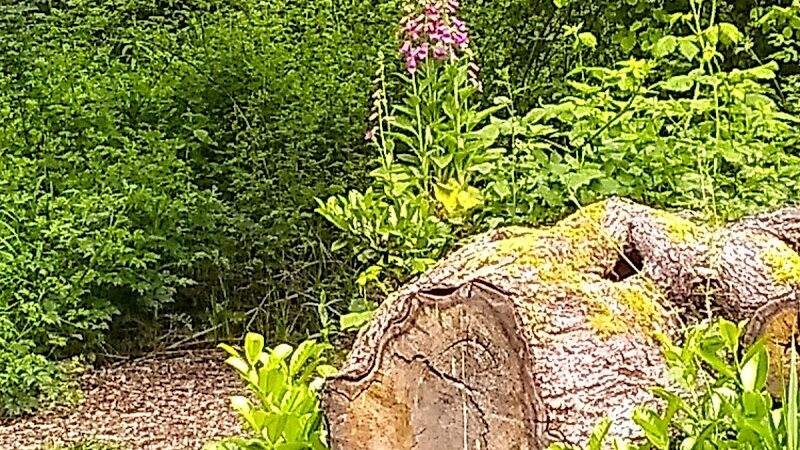 Chehalis - Western Trail Trailhead - Chambers Lake Drive - Lacey, WA