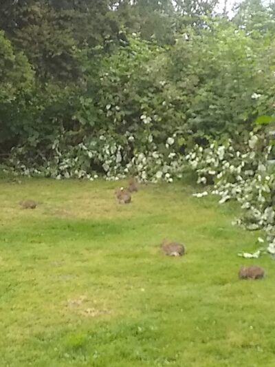 Chehalis - Western Trail Trailhead - Chambers Lake Drive - Lacey, WA