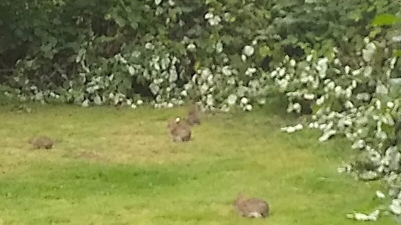 Chehalis - Western Trail Trailhead - Chambers Lake Drive - Lacey, WA